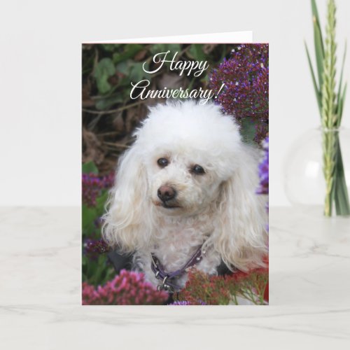 Happy Anniversary Poodle dog card
