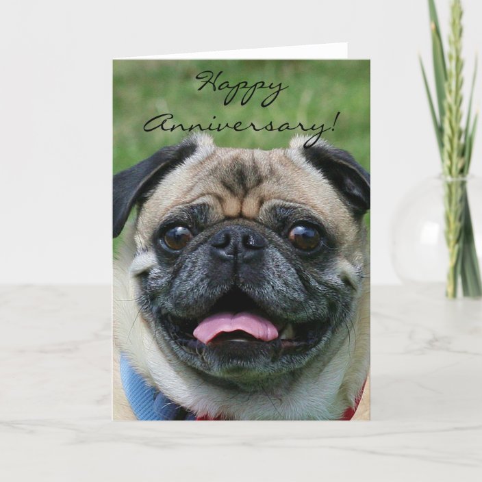 Happy Anniversary Pug Greeting Card Zazzle Com