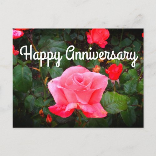 Happy Anniversary Touch of Class Rose 1 Postcard