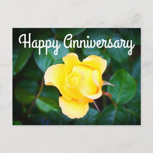 Happy Anniversary Walking on Sunshine Rose 1 Postcard