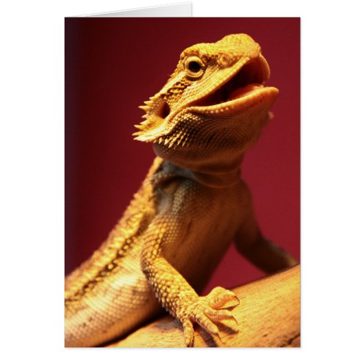 Happy Bearded Dragon Cards (Front)