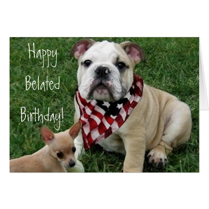 Happy Belated Birthday Bulldog and chihuahua  card