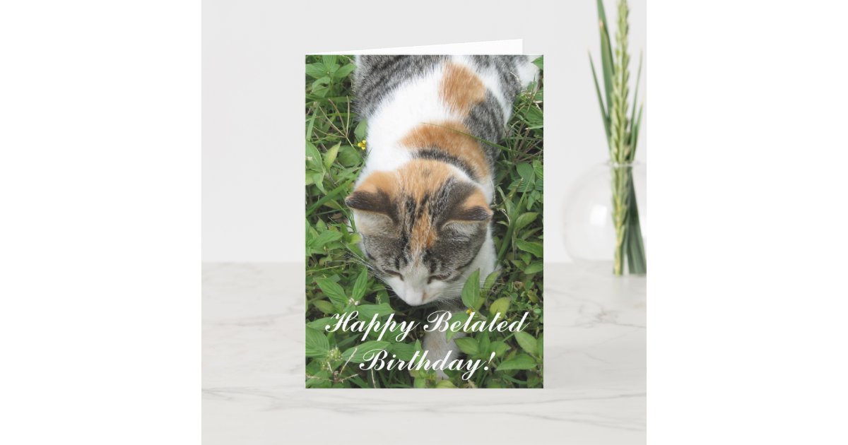 happy belated birthday cat images