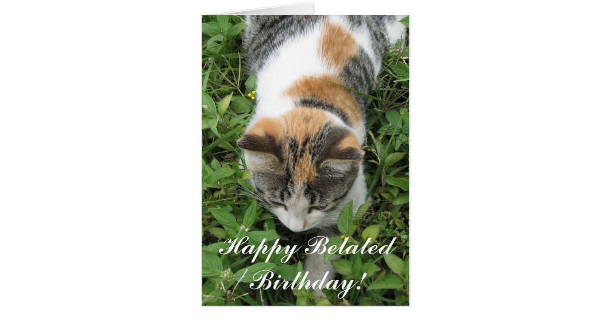 Happy Belated Birthday Calico Cat Greeting card | Zazzle