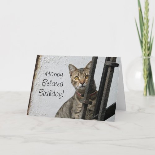 Happy Belated birthday tabby cat greeting card