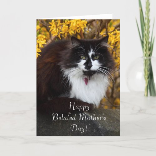 Happy Belated Mothers Day Cat greeting card