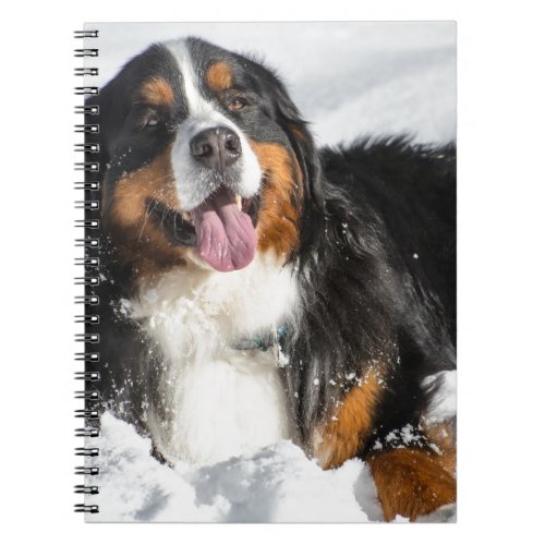 Happy Bernese Mountain Dog In Winter Snow Notebook