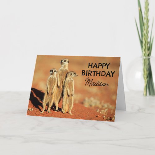 Happy Birthday  3 Meerkats Card