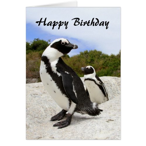 Happy Birthday African Penguins Humor Card