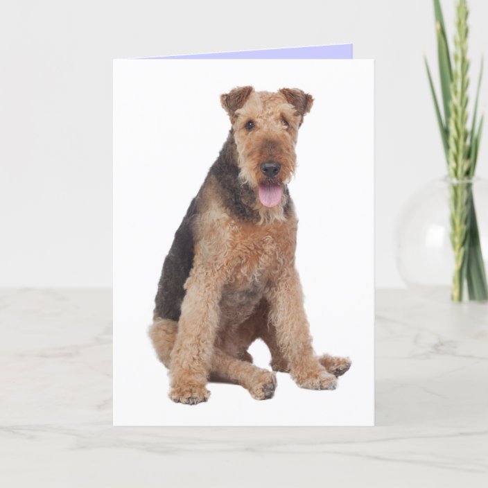 airedale birthday