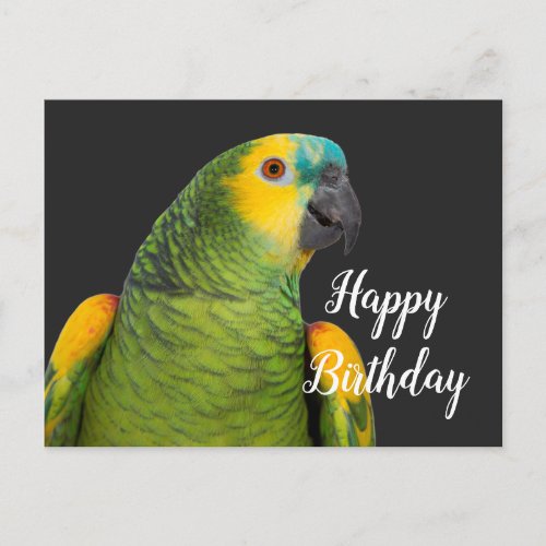 Happy Birthday Amazon Parrot Black Postcard