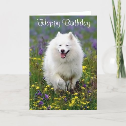 Happy Birthday American Eskimo Greeting Card