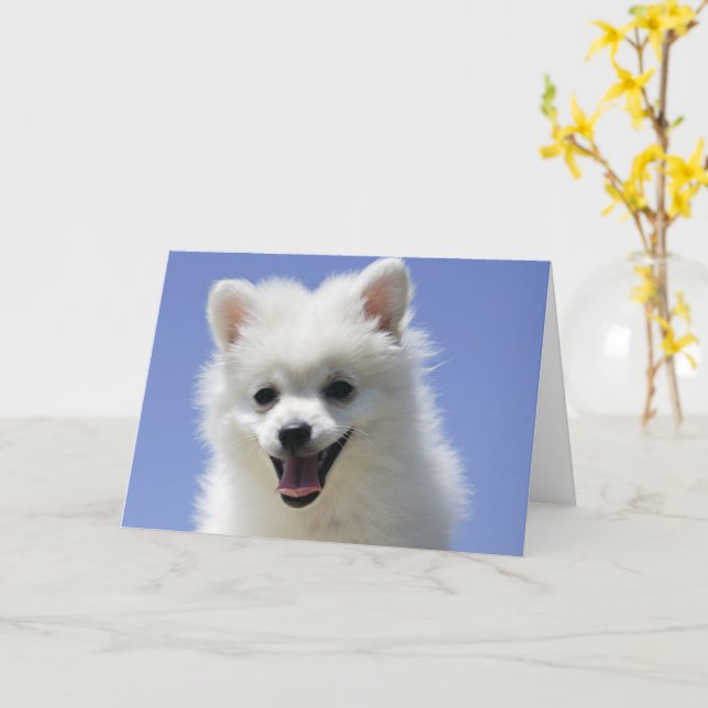 Eskimo Dog Meme What Type Of Dog Is Gabe Gabe The Dog