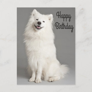 Happy Birthday American Eskimo Puppy Dog Postcard