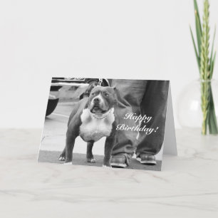 Happy Birthday American Staffordshire Terrier Card