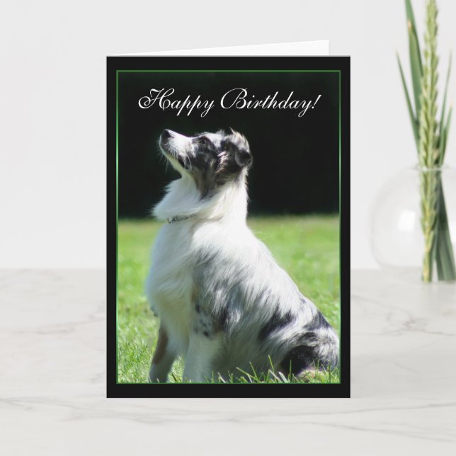 Happy Birthday Australian Shepherd greeting card (Front)