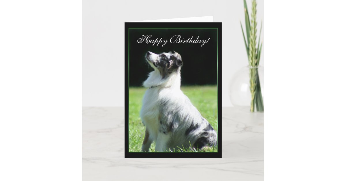 Happy Birthday Australian Shepherd greeting card | Zazzle.com