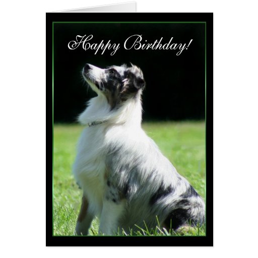 Happy Birthday Australian Shepherd greeting card | Zazzle