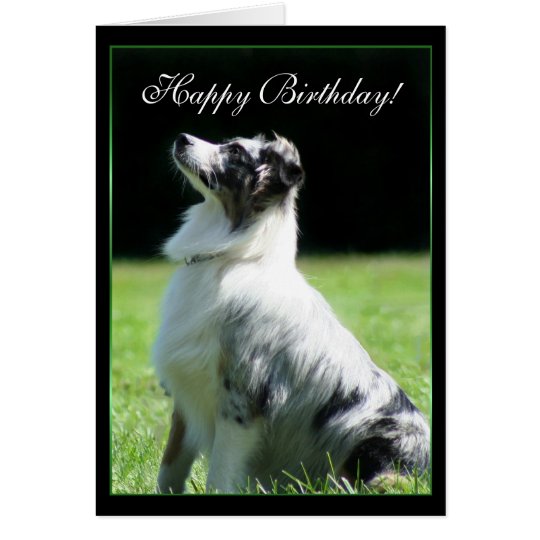 Happy Birthday Australian Shepherd greeting card | Zazzle.com