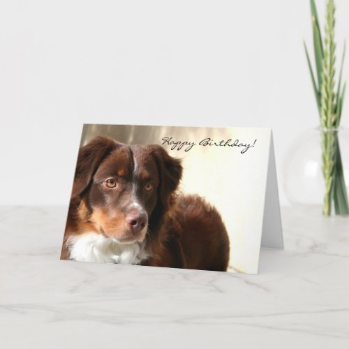 Happy Birthday Australian Shepherd greeting card