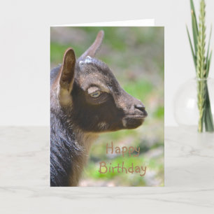 Happy Birthday Baby Goat Card