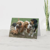 Happy Birthday Beagle Basset Hound Card