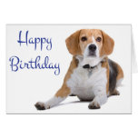 Beagle Birthday Card (Funny) | Zazzle