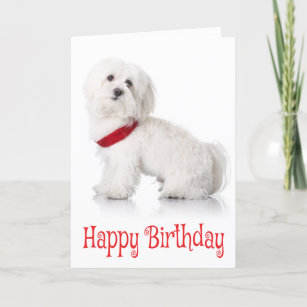 Personalized White Puppy Birthday Gifts On Zazzle