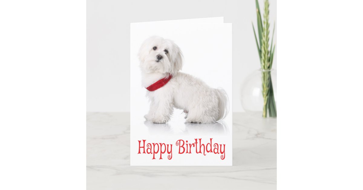 Happy Birthday Bichon Frise Puppy Dog Red White Card Zazzle