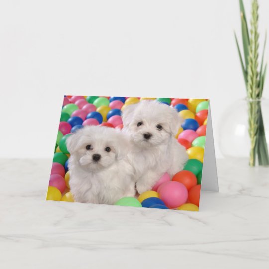 Happy Birthday Bichon Frise White Puppy Dog Card | Zazzle.com