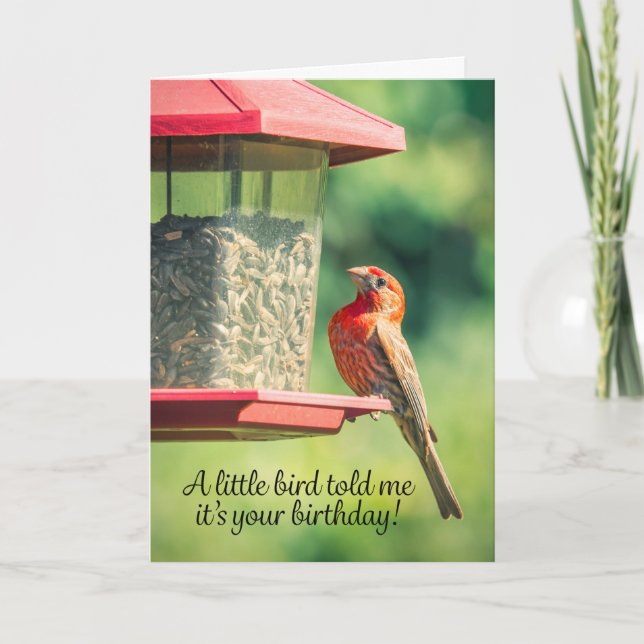 Happy Birthday Bird Poop Humor Holiday Card (Front)