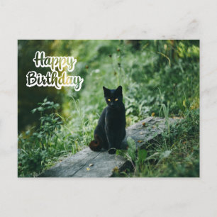 Happy Birthday Black Cat Outdoors Postcard