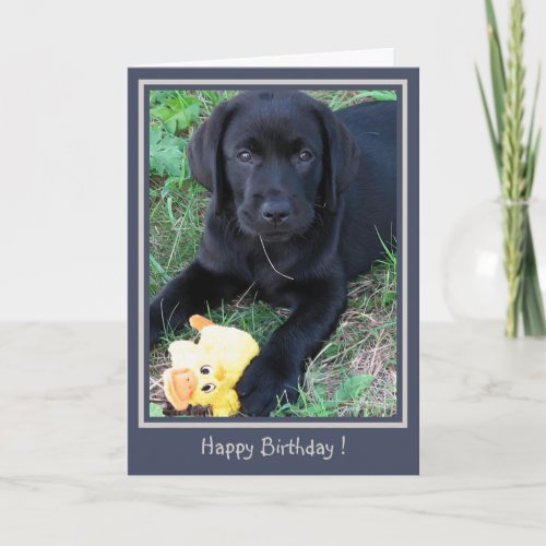 Happy Birthday Black Lab Cute Puppy Duck Dog Card