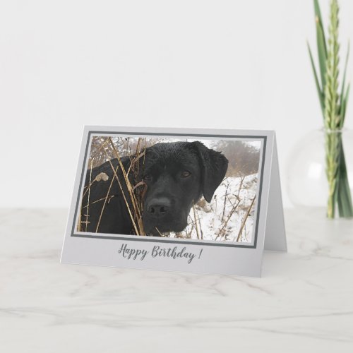 Happy Birthday Black Lab _ Gray Duck Hunting Dog Card