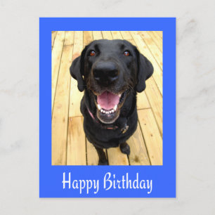 Happy Birthday Black Labrador Retriever  Post Card