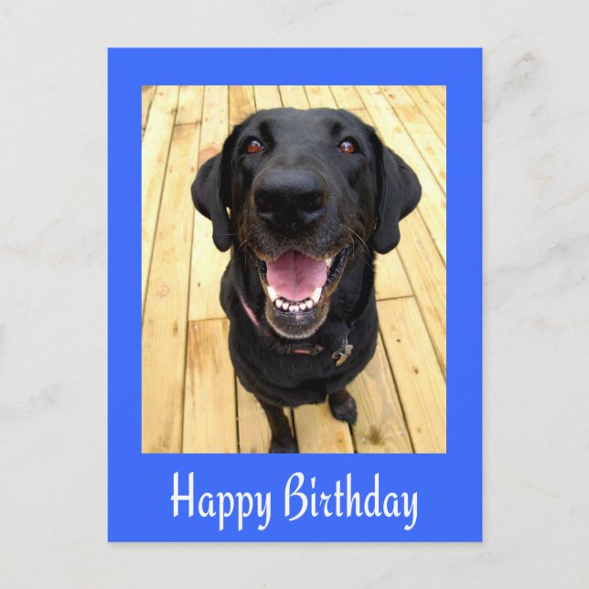 Happy Birthday Black Labrador Retriever  Post Card (Front)
