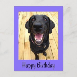 Happy Birthday Black Labrador Retriever  Post Card