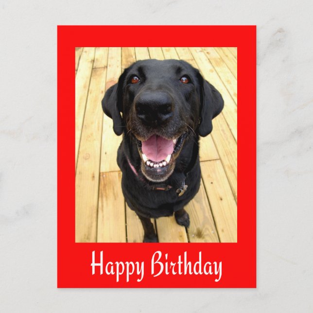 Happy Birthday Black Labrador Retriever  Post Card (Front)