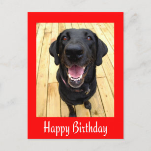 Happy Birthday Black Labrador Retriever  Post Card
