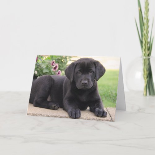 Happy Birthday Black Labrador Retriever Puppy Dog Card