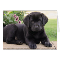 Happy Birthday Black Labrador Retriever Puppy Dog Card