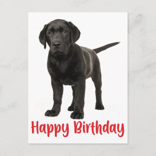 Happy Birthday Black Labrador Retriever Puppy Dog Postcard