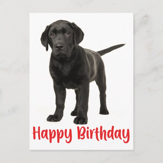 Happy Birthday Black Labrador Retriever Puppy Dog Postcard (Front)