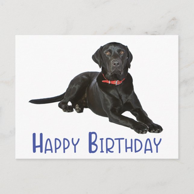 Happy Birthday Black Labrador Retriever Puppy Dog Postcard (Front)