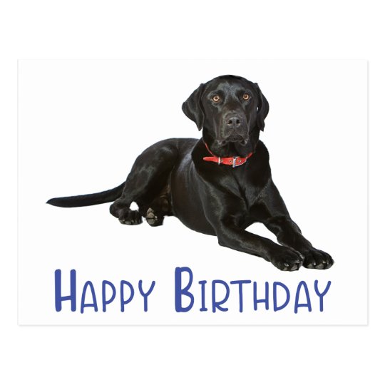 Happy Birthday Black Labrador Retriever Puppy Dog Postcard | Zazzle.com