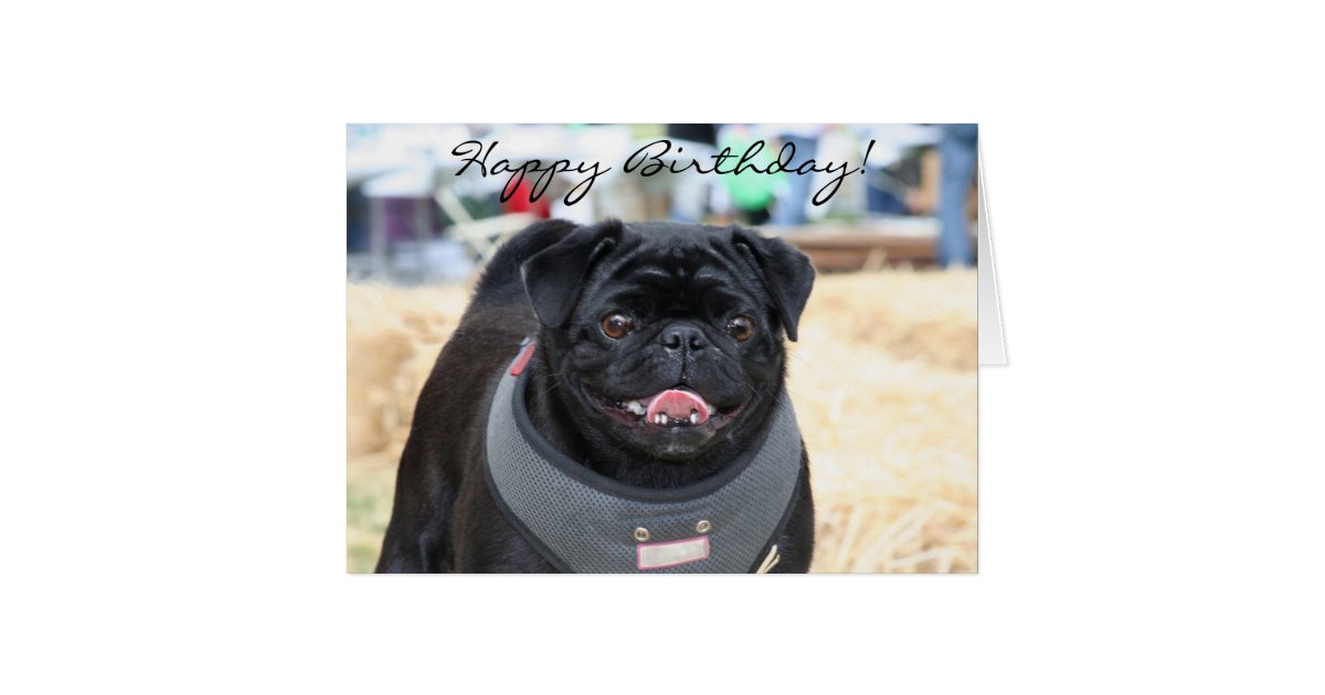 Happy Birthday Black Pug greeting card | Zazzle.com