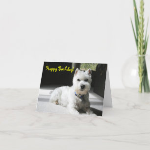 Happy Birthday, Blank, Mini Schnauzer Card