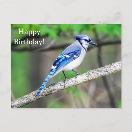 Happy Birthday Blue Jay Postcard