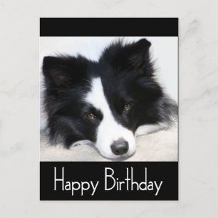 Happy Birthday Border Collie Puppy Dog Black Postcard