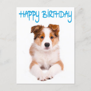 Happy Birthday Border Collie Puppy Dog Post Card